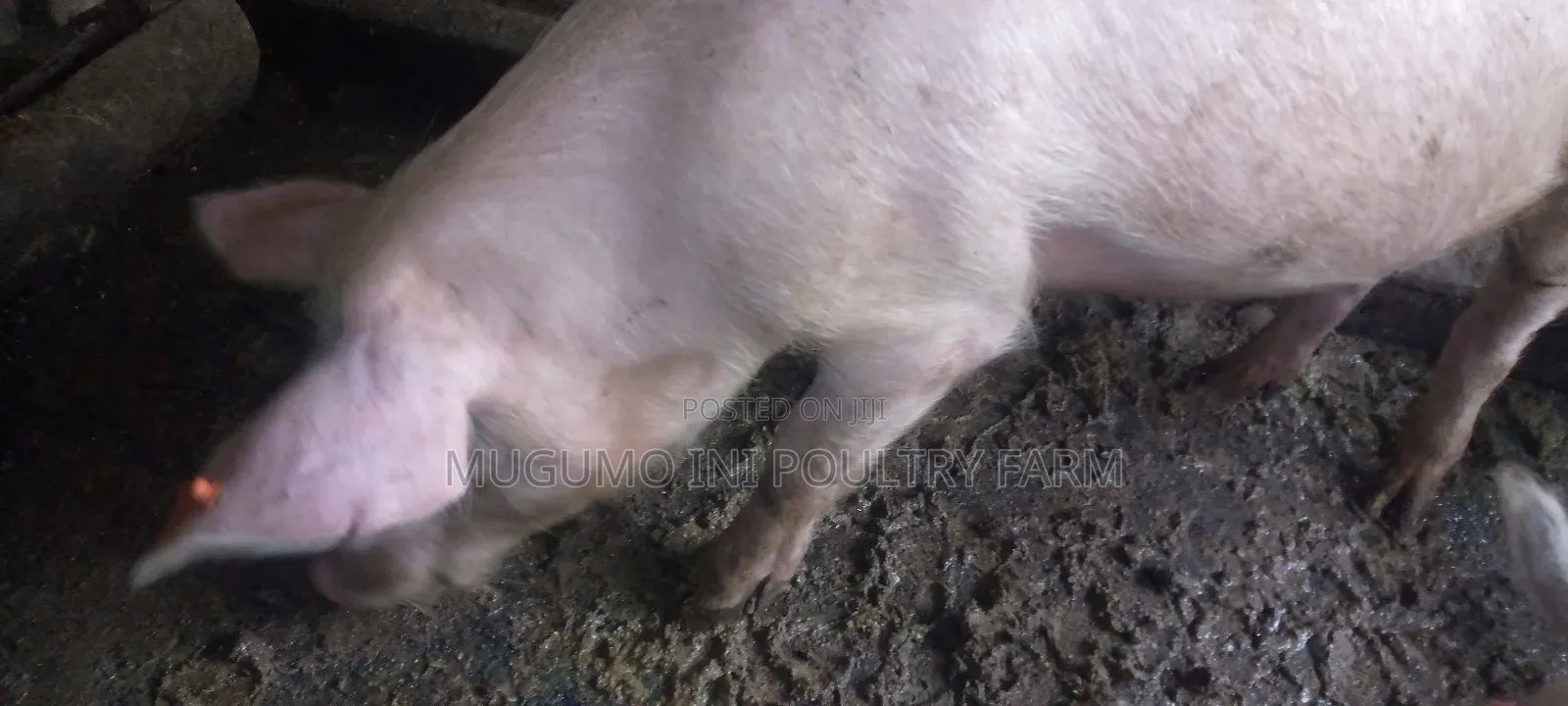 Boer for Sale
