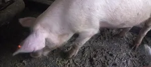 Boer for Sale