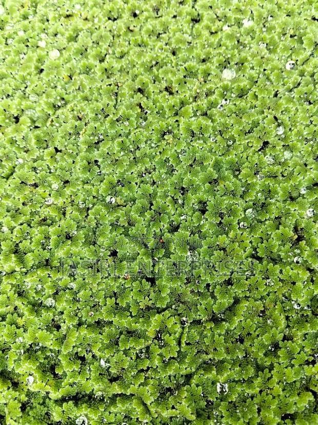 Azolla Seedlings