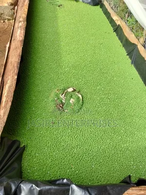 Azolla Seedlings