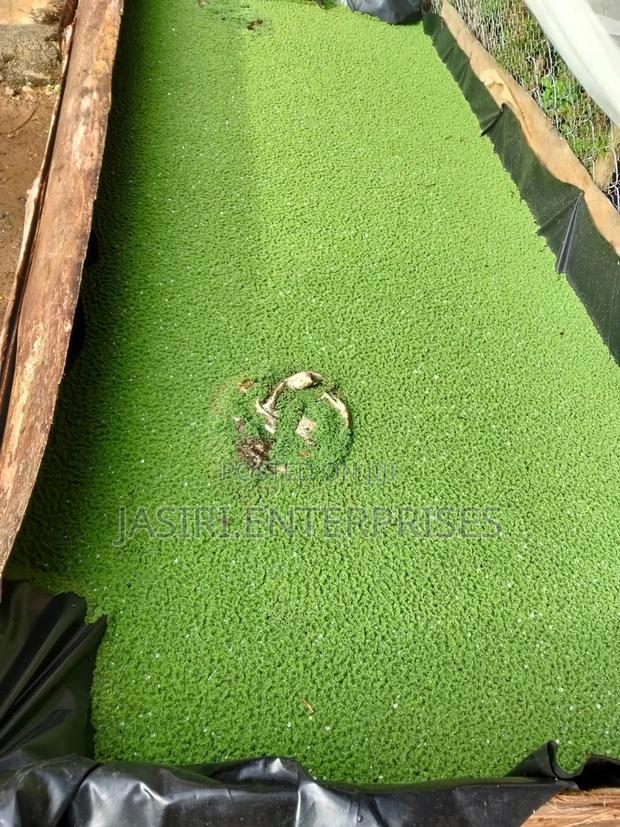 Azolla Seedlings - thumbnail 3