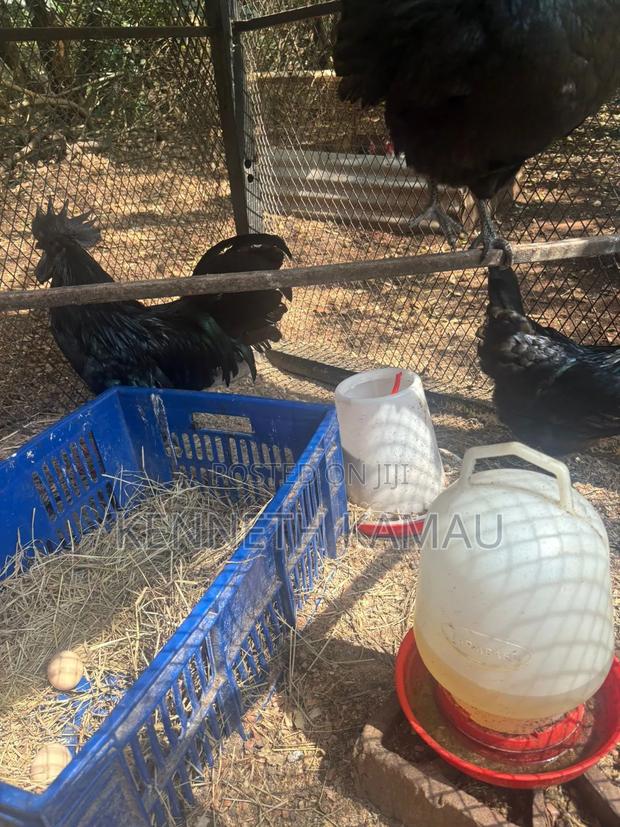 Ayam Cemani Eggs  - main view