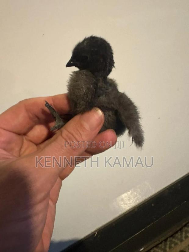 Ayam Cemani Eggs  - thumbnail 2