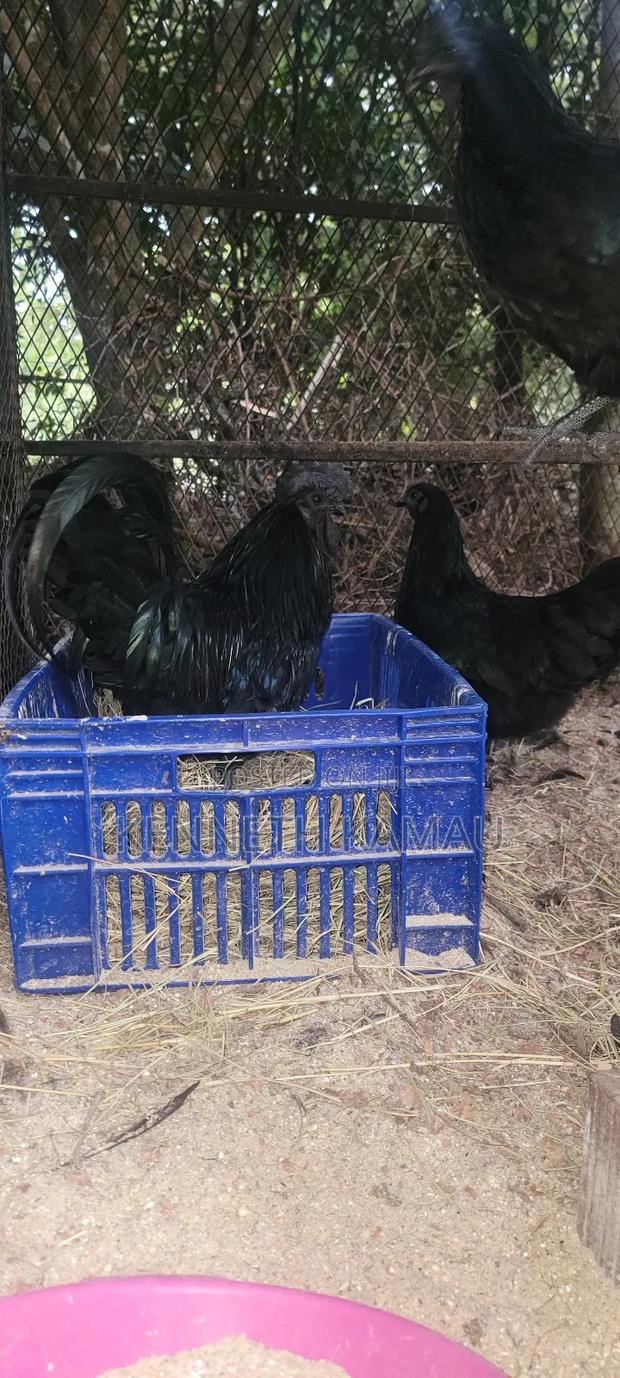 Ayam Cemani Eggs  - thumbnail 3