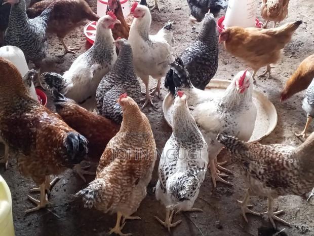Kienyeji Chickens - main view