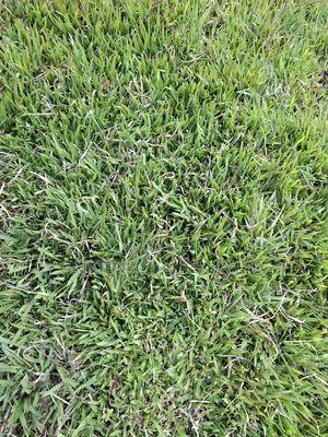 Lawn Grass in 90kg Sacks