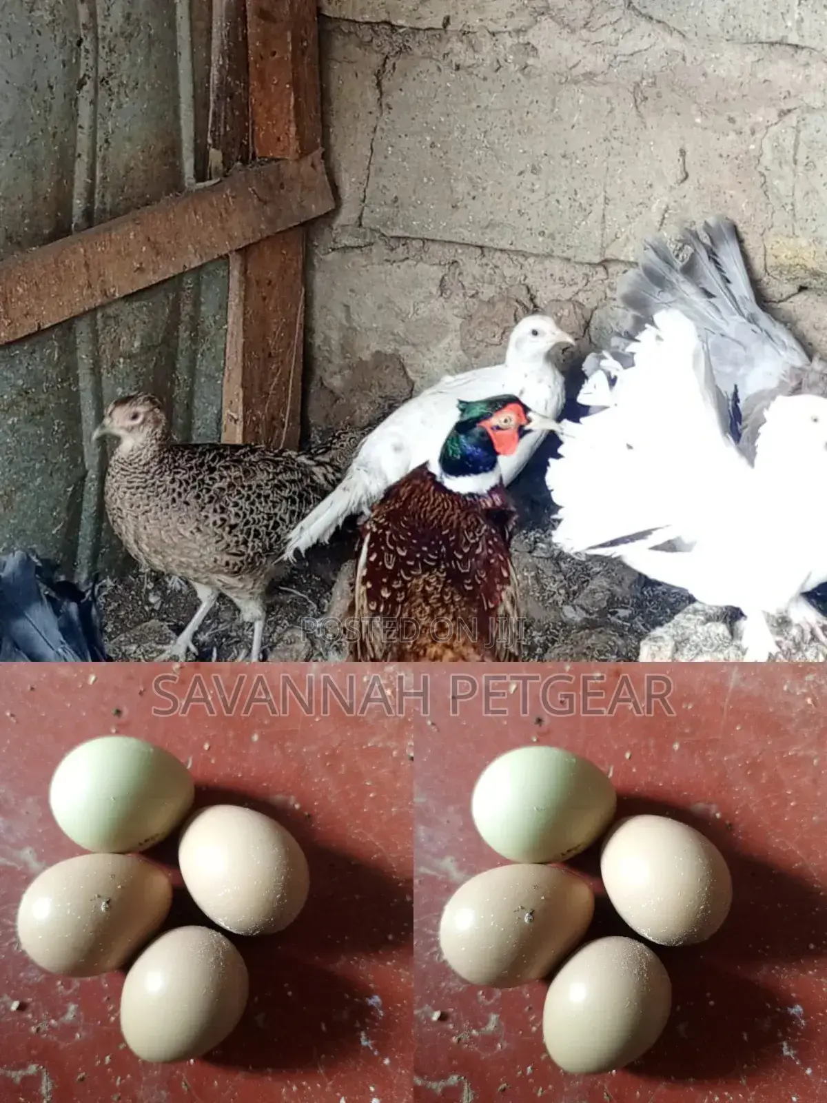 Fertilized Ring Neck Pheasant Eggs for Incubation and Hatching