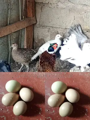 Fertilized Ring Neck Pheasant Eggs for Incubation and Hatching