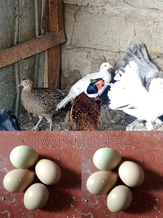 Fertilized Ring Neck Pheasant Eggs for Incubation and Hatching