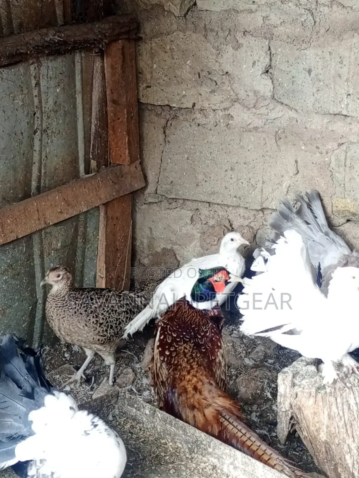 Fertilized Ring Neck Pheasant Eggs for Incubation and Hatching