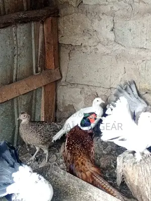 Fertilized Ring Neck Pheasant Eggs for Incubation and Hatching
