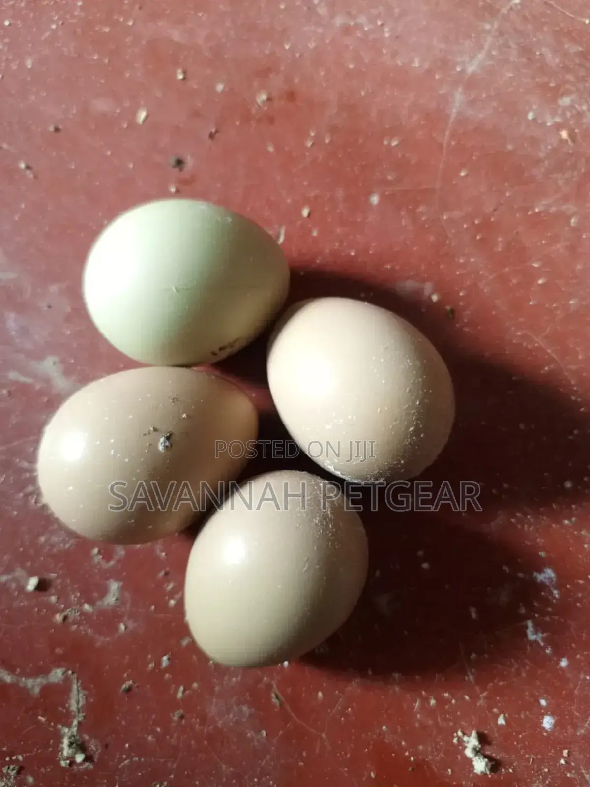 Fertilized Ring Neck Pheasant Eggs for Incubation and Hatching