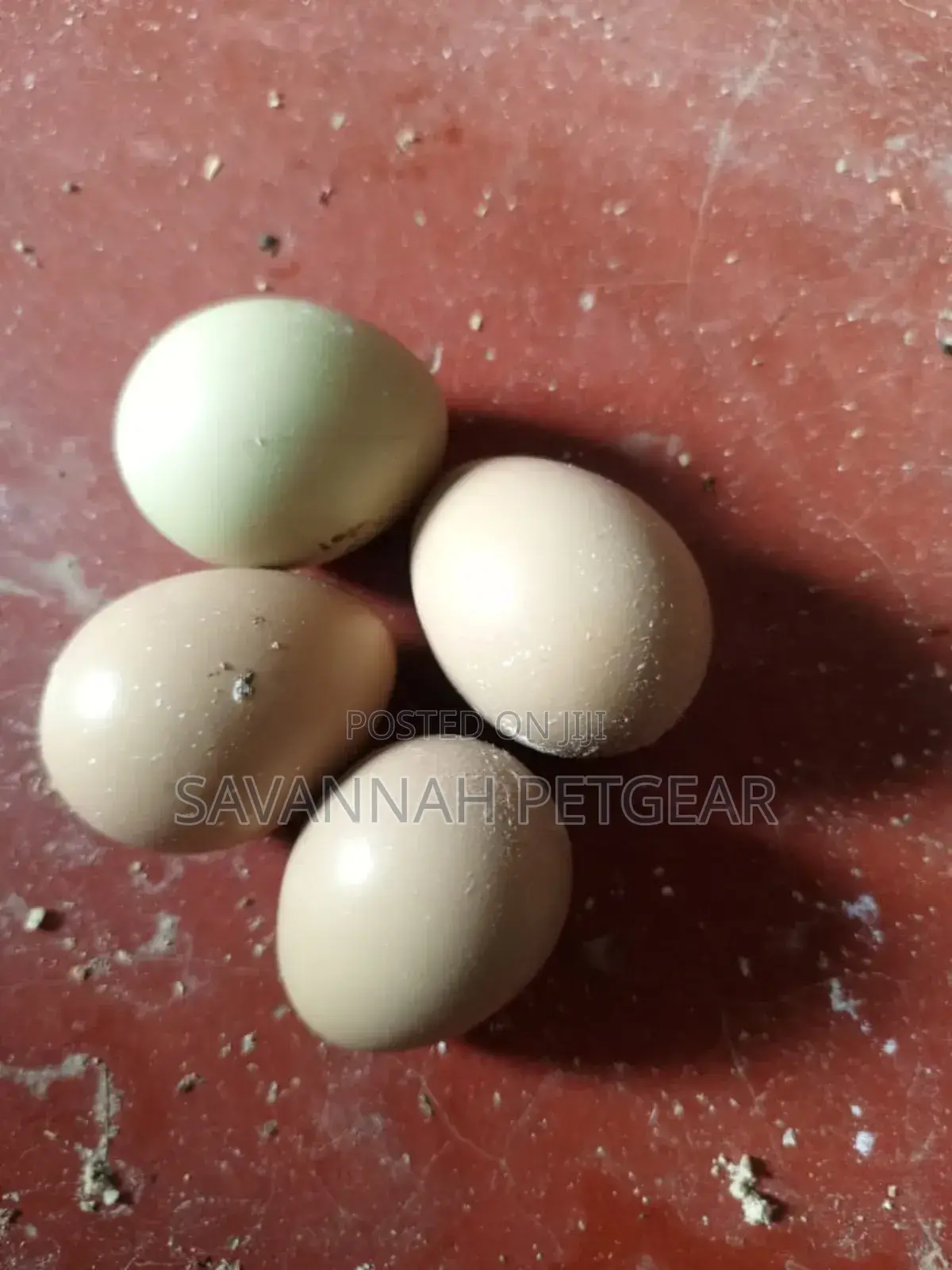 Fertilized Ring Neck Pheasant Eggs for Incubation and Hatching