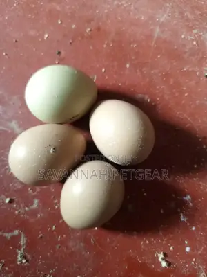 Fertilized Ring Neck Pheasant Eggs for Incubation and Hatching