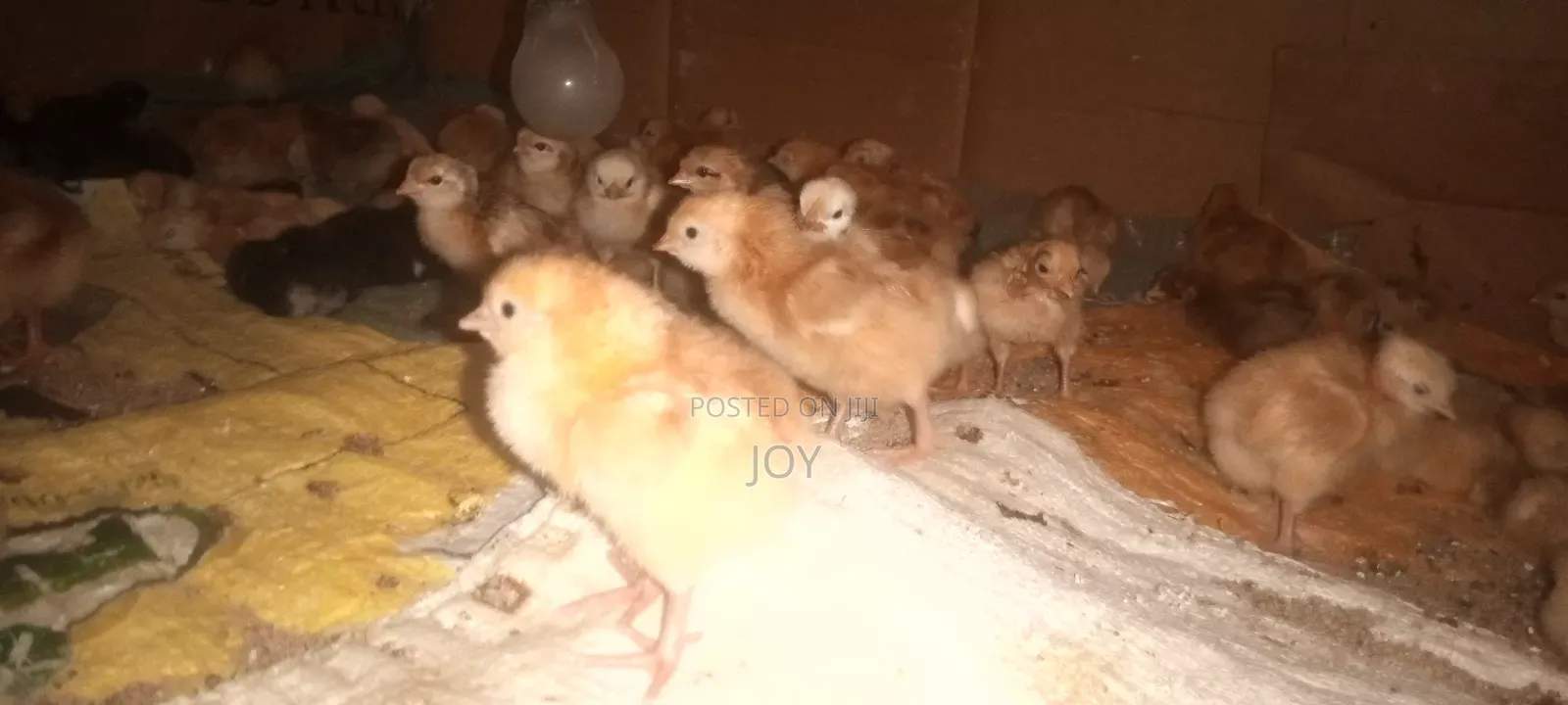 Dayold Chicks. Kebro and Sasso