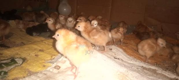 Dayold Chicks. Kebro and Sasso