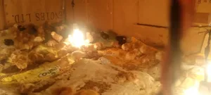 Dayold Chicks. Kebro and Sasso
