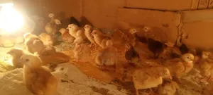 Dayold Chicks. Kebro and Sasso