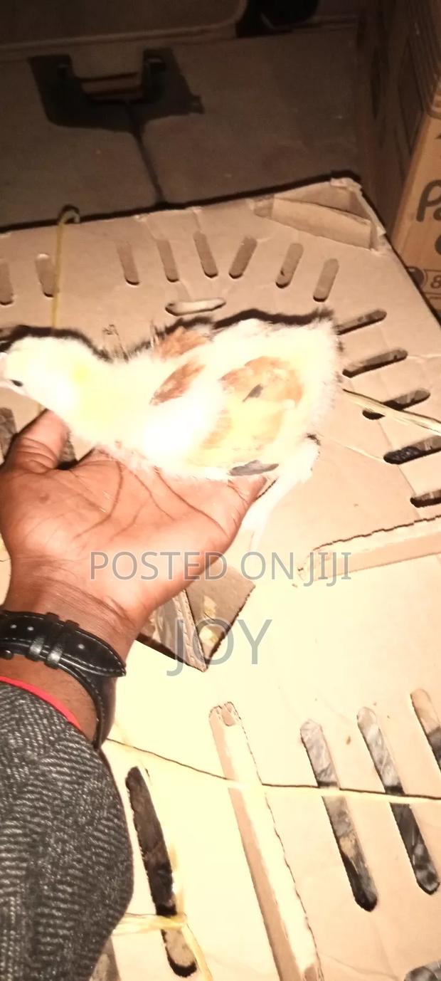 One Month Old Kenbro and Sasso Chicks - main view