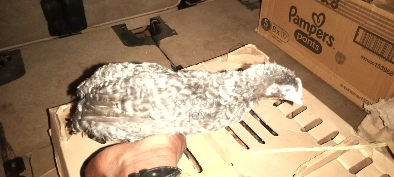 One Month Old Kenbro and Sasso Chicks