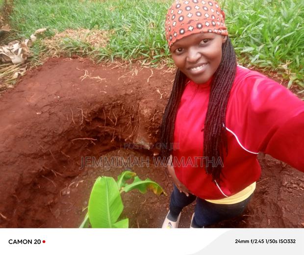 Plantains Organic