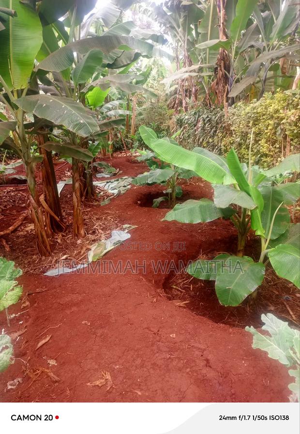 Plantains Organic - thumbnail 2