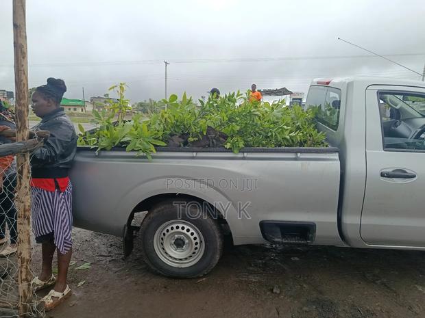 Organic Apples,Avocado, Pixie Seedlings Ready for Delivery! - thumbnail 8