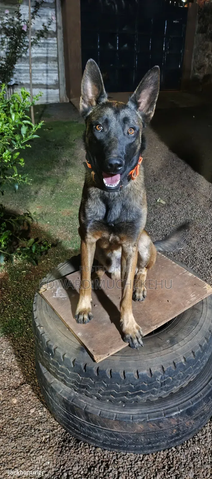 1+ year Male Purebred Belgian Malinois