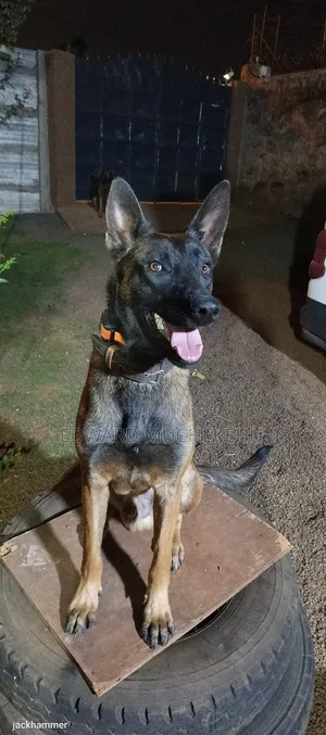 1+ year Male Purebred Belgian Malinois