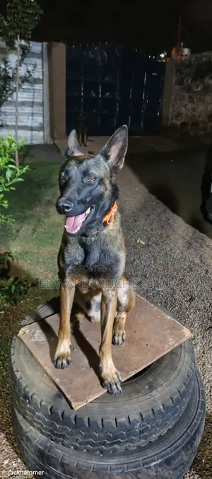 1+ year Male Purebred Belgian Malinois