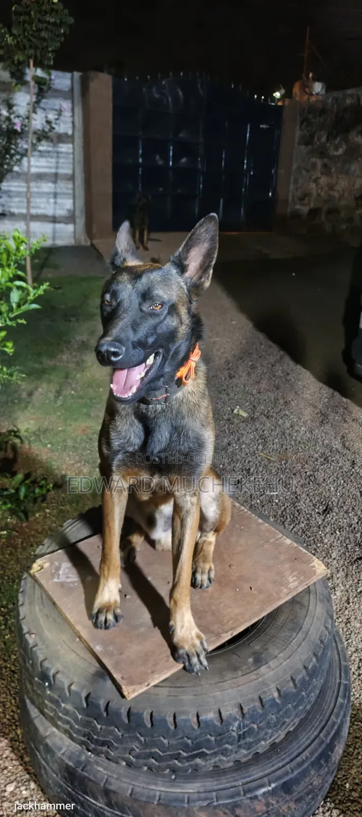 1+ year Male Purebred Belgian Malinois