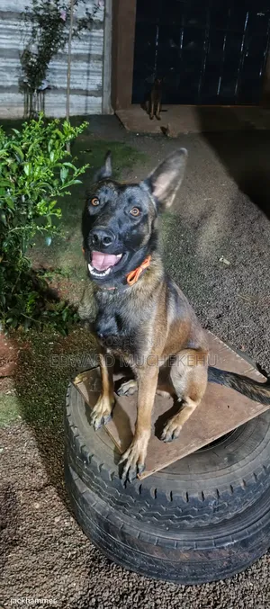 1+ year Male Purebred Belgian Malinois