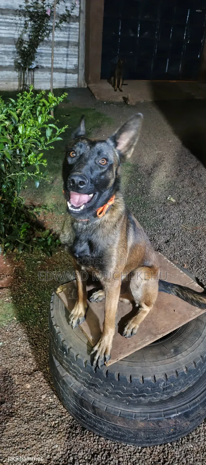 1+ year Male Purebred Belgian Malinois