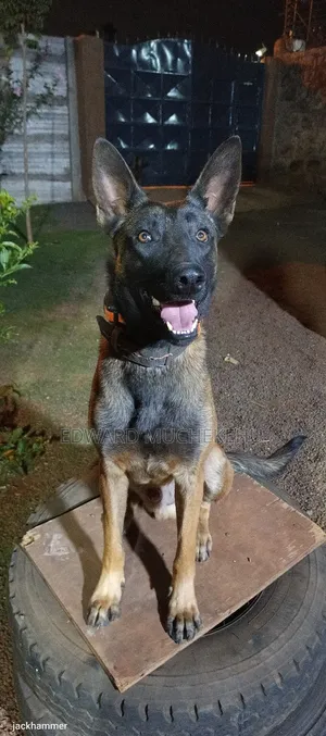 1+ year Male Purebred Belgian Malinois