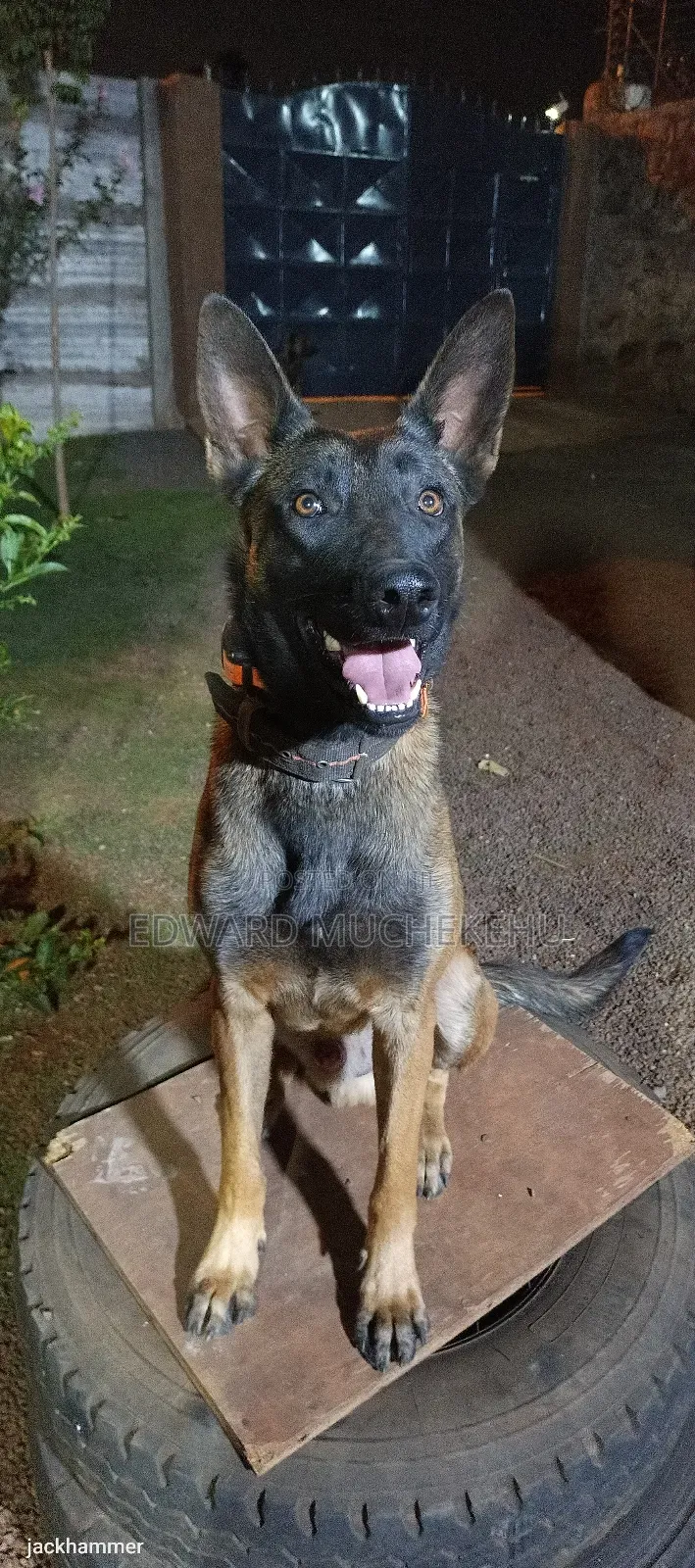 1+ year Male Purebred Belgian Malinois