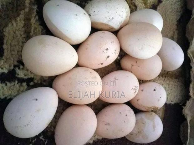 White Guinea Fowl Eggs Available - main view