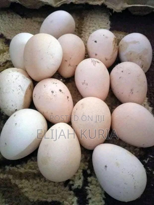White Guinea Fowl Eggs Available - thumbnail 3