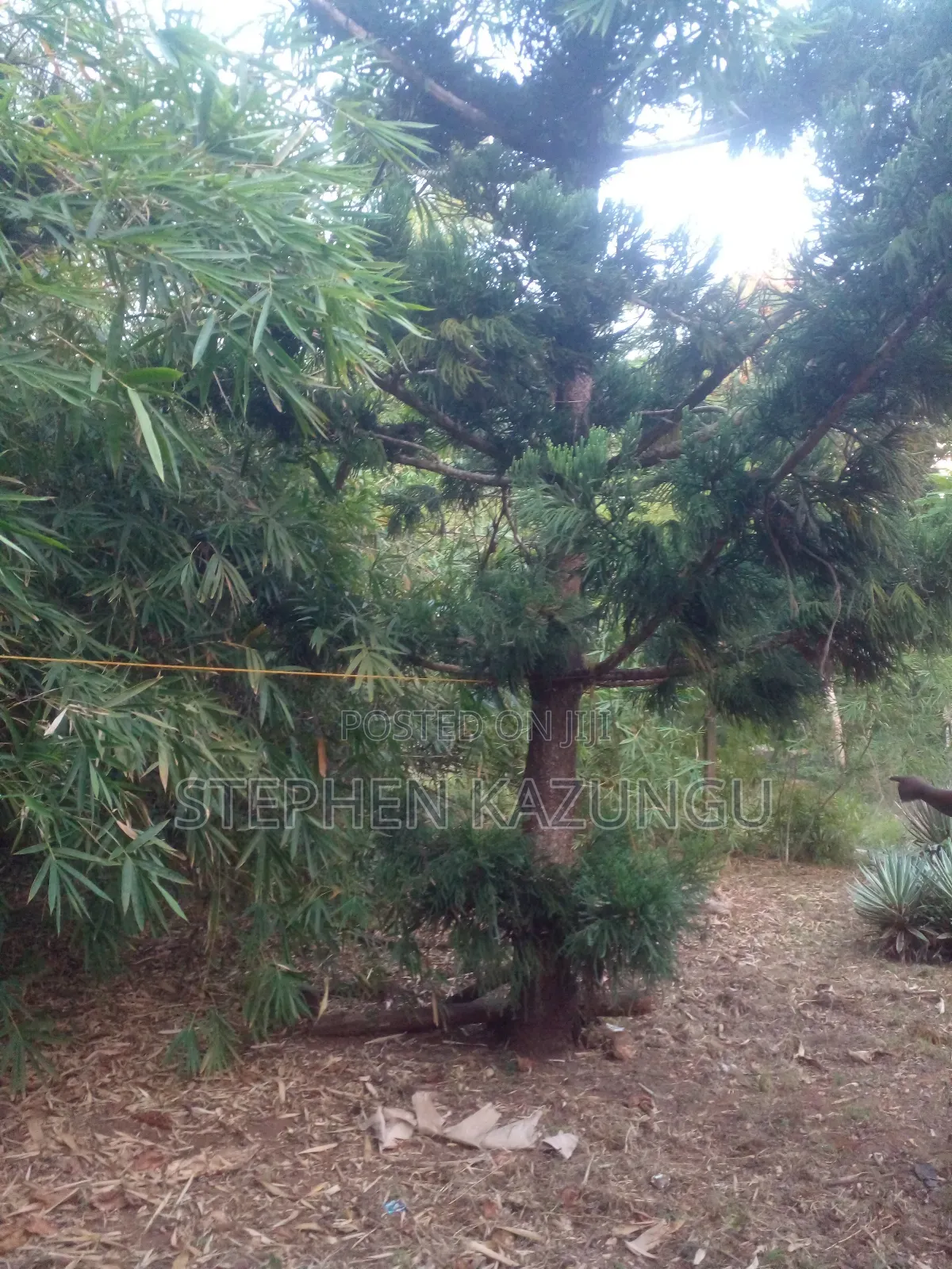 1/2 Acre Plot With 1 Bedroom House on Sale