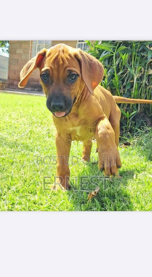 1-3 months Male Purebred Rhodesian Ridgeback - thumbnail 3