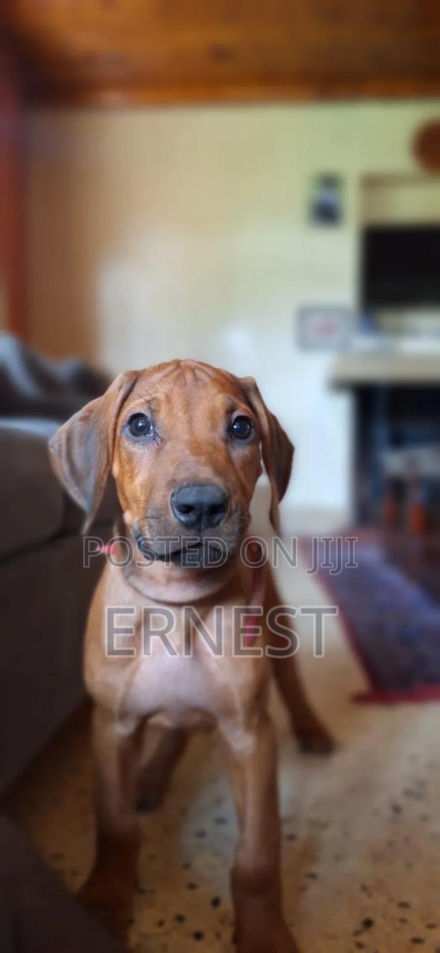 1-3 months Male Purebred Rhodesian Ridgeback - thumbnail 4