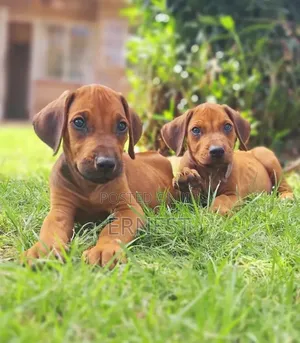 1-3 months Male Purebred Rhodesian Ridgeback
