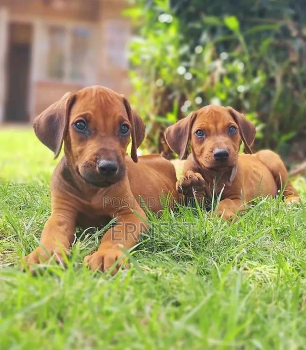1-3 months Male Purebred Rhodesian Ridgeback - main view
