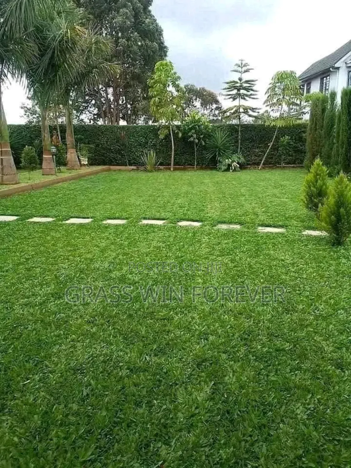 Arabic Grass Pemba Green Zibabwe Capet Grass Is Available
