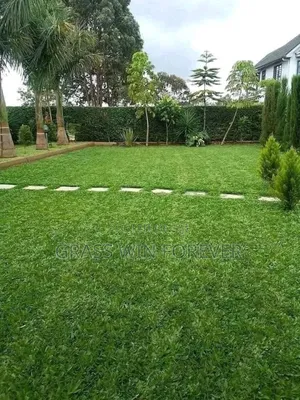 Arabic Grass Pemba Green Zibabwe Capet Grass Is Available