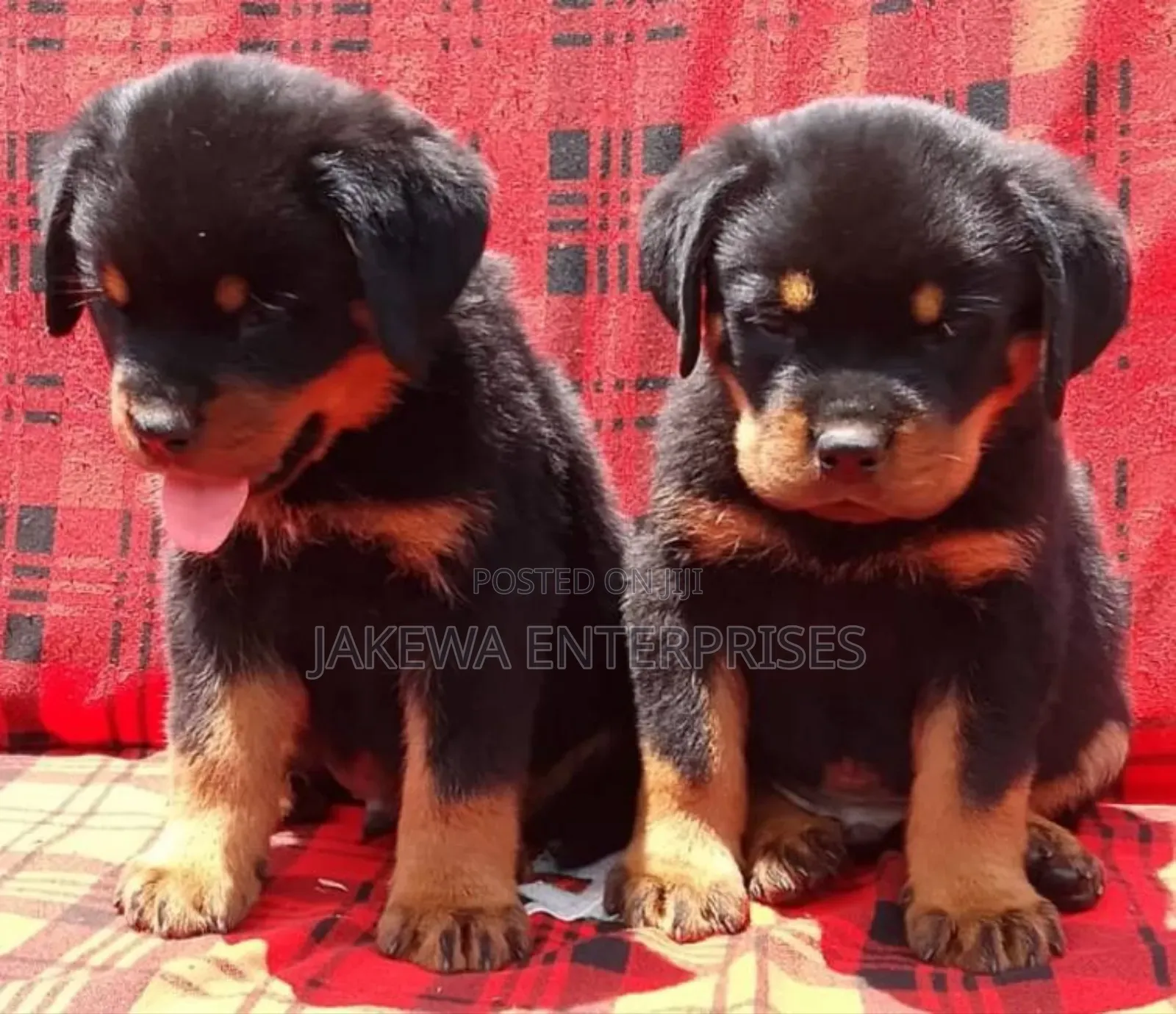 1-3 months Male Purebred Rottweiler