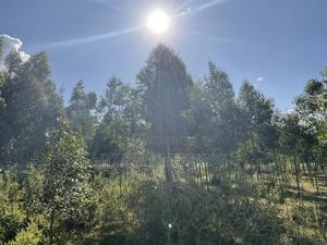 3 Acres Land With Eucraptus Trees - main view