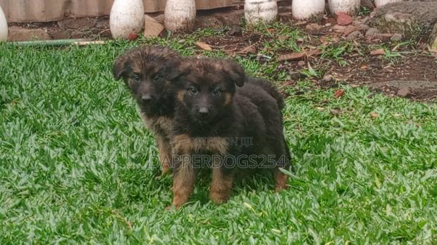 1-3 months Male Purebred German Shepherd