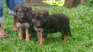 1-3 months Male Purebred German Shepherd