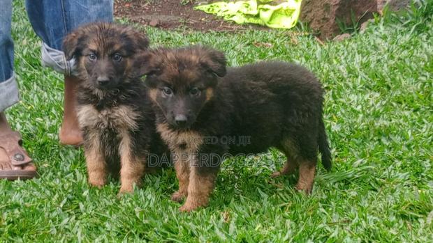 1-3 months Male Purebred German Shepherd - thumbnail 2