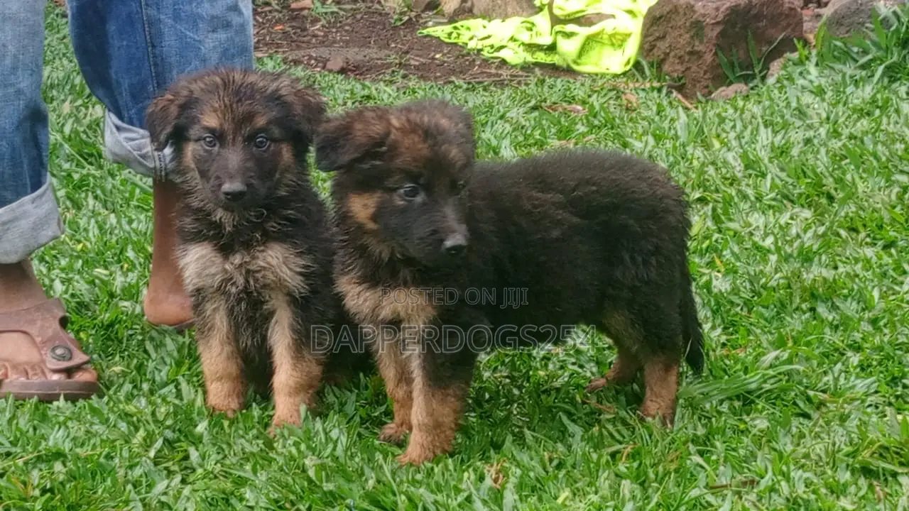1-3 months Male Purebred German Shepherd